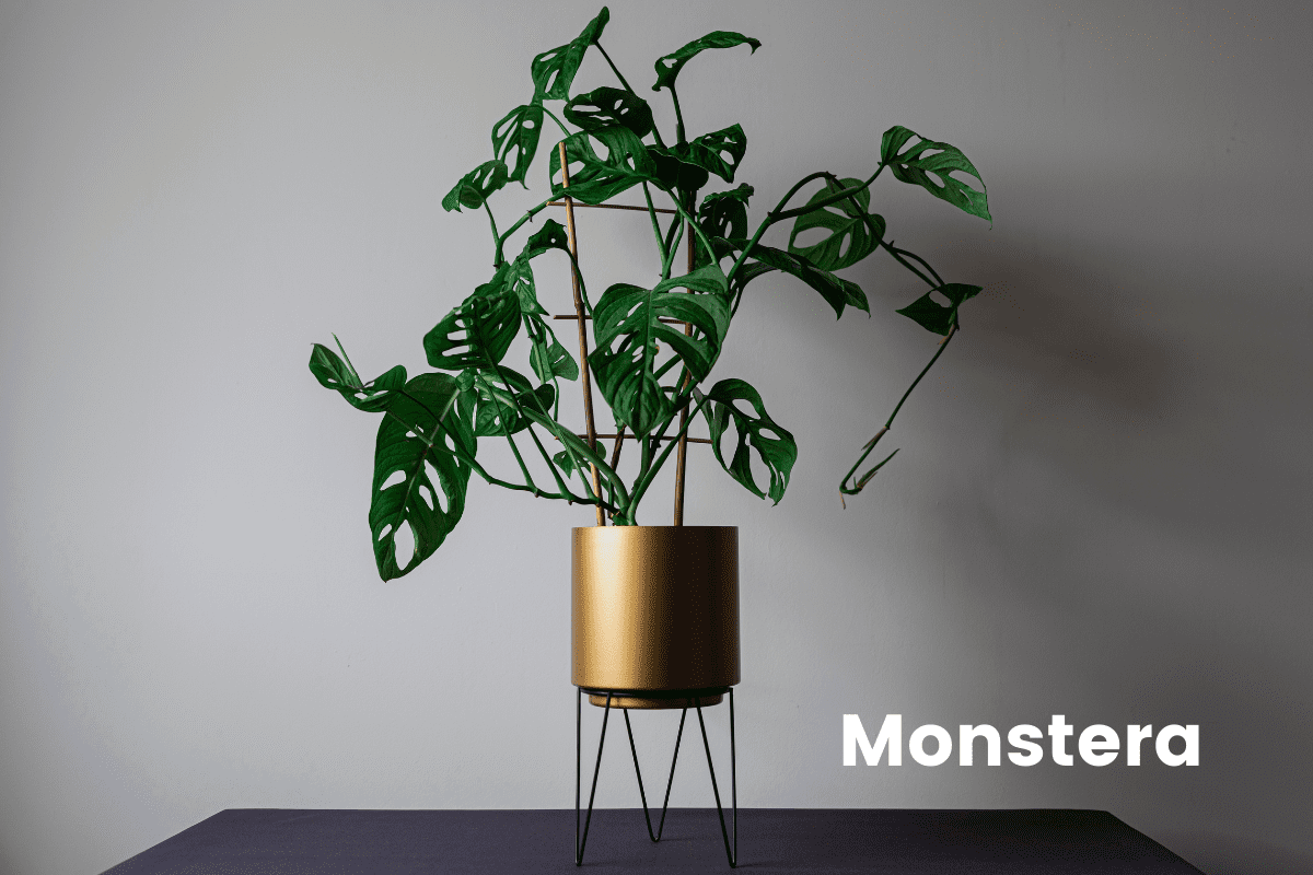 Monstera