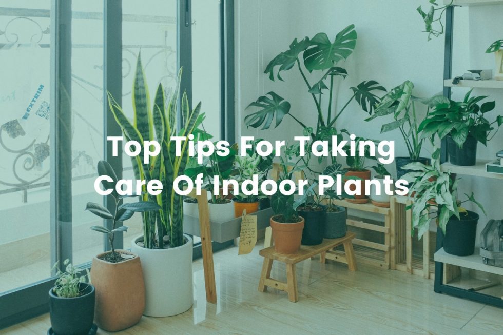 Top Tips For Taking Care Of Indoor Plants Fleurtations