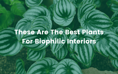 These Are The Best Plants For Biophilic Interiors